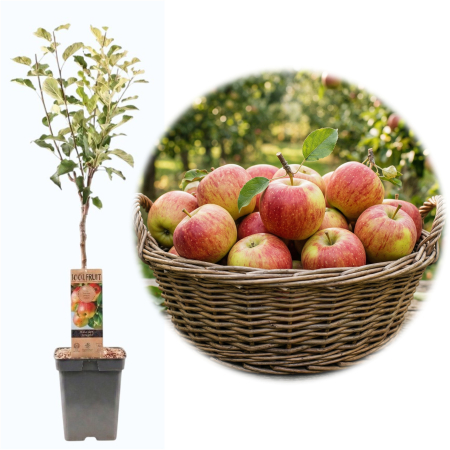 Măr - Malus domestica - malus-domestica-jonagold-puiet-ghiveci-pepiniera-sibiu