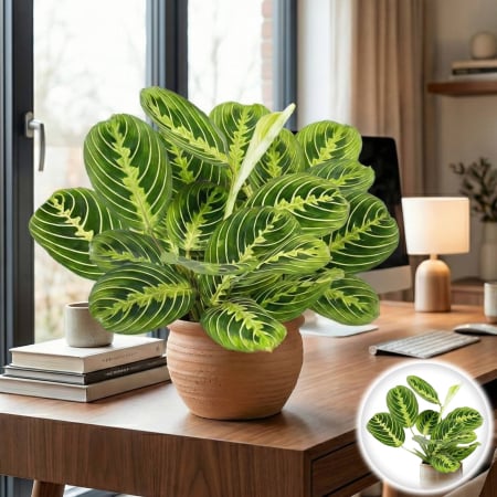 Maranta - Maranta L. Lemon - 35cm