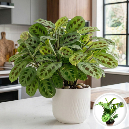 Maranta - maranta-leuconeura-fiesta-planta-care-se-roaga-pepiniera-sibiu