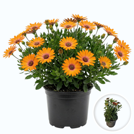 Flori Gradina si Balcon - Margareta Africana Osteospermum Orange Flare flori portocalii balcon ghiveci Pepiniera Sibiu