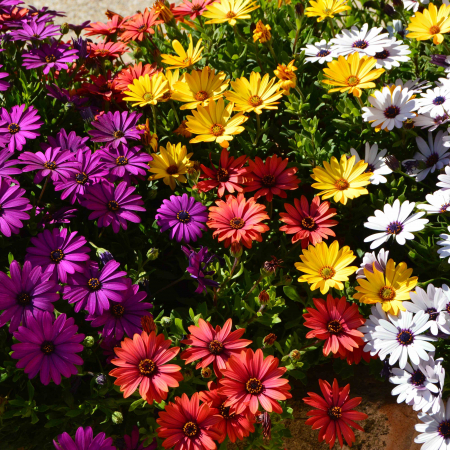 Flori Gradina si Balcon - Margareta Africana - diverse culori (P11)
