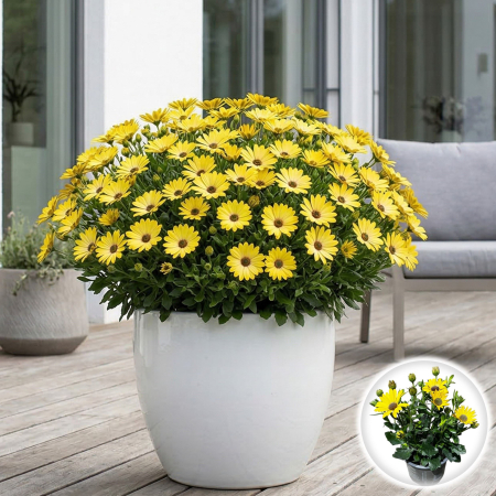 Flori Gradina si Balcon - osteospermum-margareta-africana-ghiveci-pepiniera-sibiu