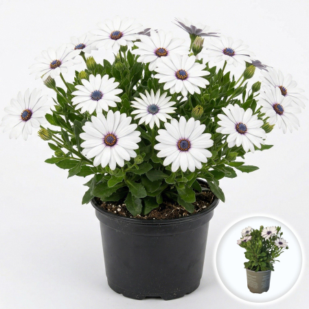 Flori Gradina si Balcon - Margareta Africana Osteospermum Asti White flori albe balcon ghiveci Pepiniera Sibiu
