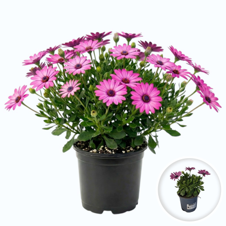 Flori Gradina si Balcon - Margareta Africana Serenity Osteospermum flori balcon tufa ramificata ghiveci Pepiniera Sibiu