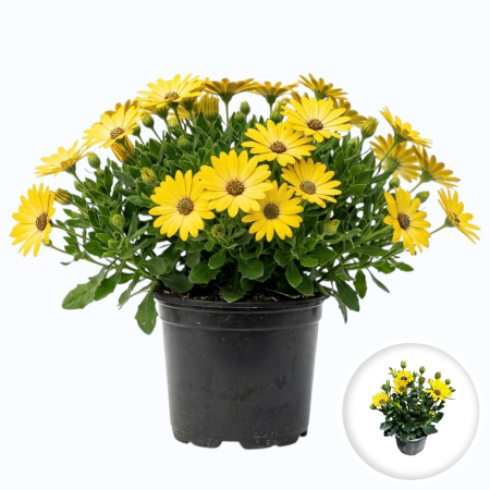Flori Gradina si Balcon - Margareta Africana Osteospermum galben flori balcon ghiveci Pepiniera Sibiu