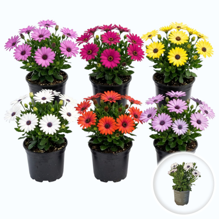 Flori Gradina si Balcon - osteospermum-margareta-africana-flori-ghiveci-pepiniera-sibiu