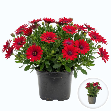 Flori Gradina si Balcon - osteospermum-rosu-margareta-africana-pepiniera-sibiu