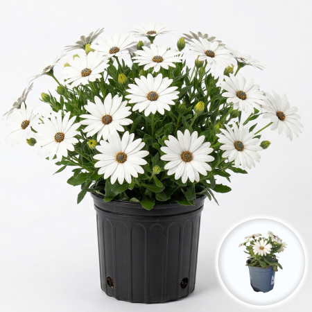 Flori Gradina si Balcon - Margareta Africana Osteospermum White Lightning flori albe balcon ghiveci Pepiniera Sibiu