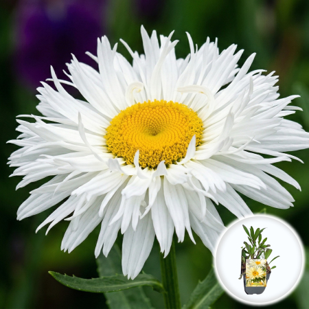 Bulbi de Leucanthemum - leucanthemum-banana-cream-margareta-galbena-pepiniera-sibiu