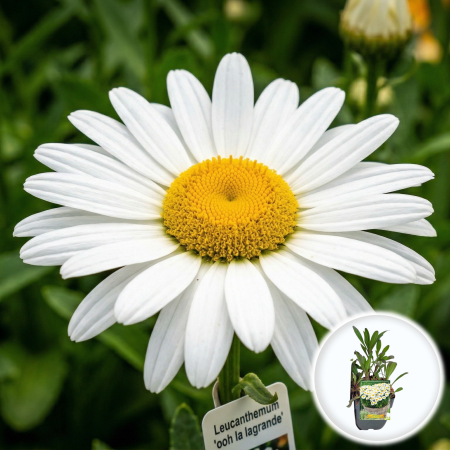 Bulbi de Leucanthemum - leucanthemum-ooh-la-lagrande-margareta-perena-alba-pepiniera-sibiu