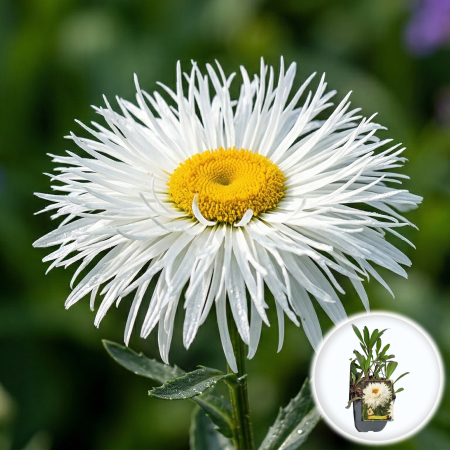 Bulbi de Leucanthemum - leucanthemum-superbum-ooh-la-laspider-margareta-paianjen-pepiniera-sibiu