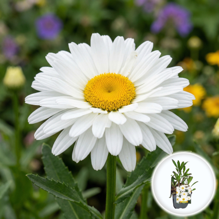 Bulbi de Leucanthemum - leucanthemum-sweet-daisy-rebecca-margareta-dubla-pepiniera-sibiu