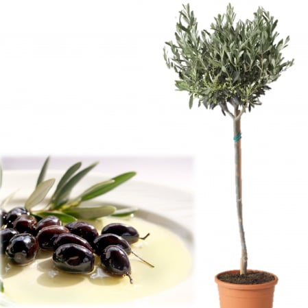 Maslin - Maslin European - Picior 100cm