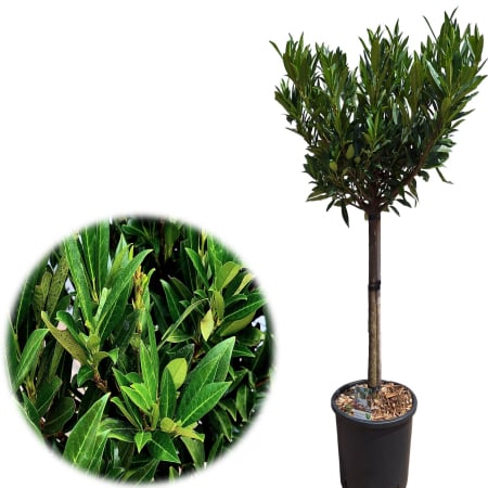 Plante Decorative - Prunus L. Otto Luyken - Picior 100cm+