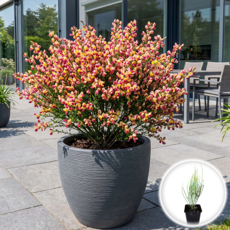 Cytisus - Maturica - cytisus-zeelandia-maturica-bicolora-pepiniera-sibiu