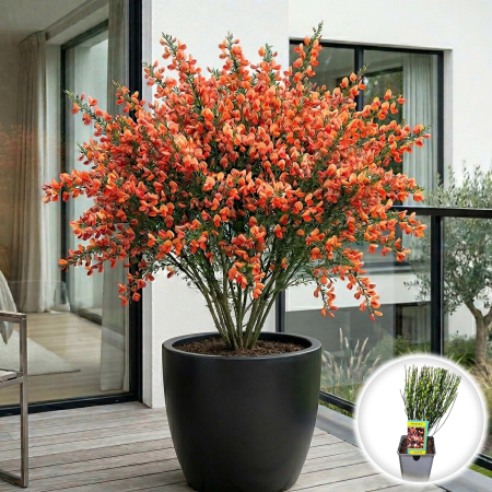 Cytisus - Maturica - cytisus-zeelandia-maturica-bicolora-pepiniera-sibiu