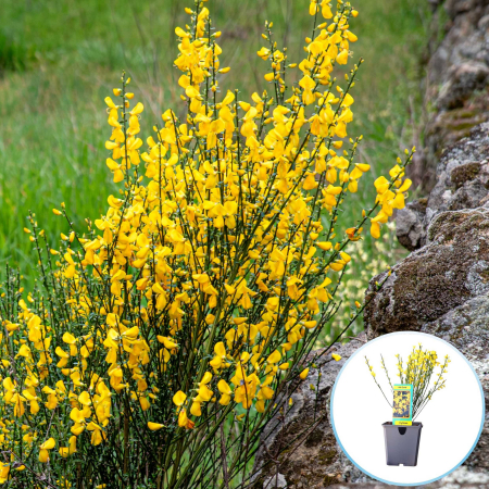 Cytisus - Maturica - Maturica Galbena - Cytisus