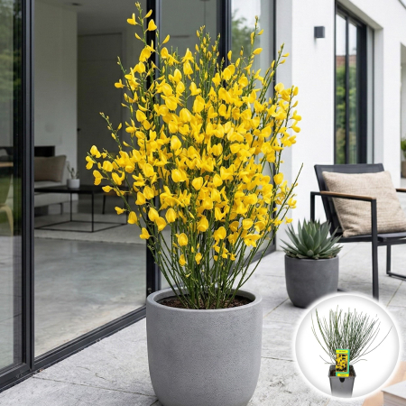 Cytisus - Maturica - cytisus-praecox-all-gold-arbust-galben-pepiniera-sibiu