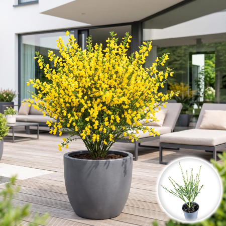 Cytisus - Maturica - cytisus-praecox-all-gold-arbust-galben-pepiniera-sibiu