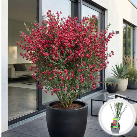Cytisus - Maturica - cytisus-boskoop-ruby-arbust-rosu-cod-pepiniera-sibiu