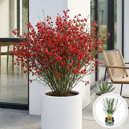 Cytisus - Maturica - cytisus-red-lena-arbust-decorativ-rosu-pepiniera-sibiu