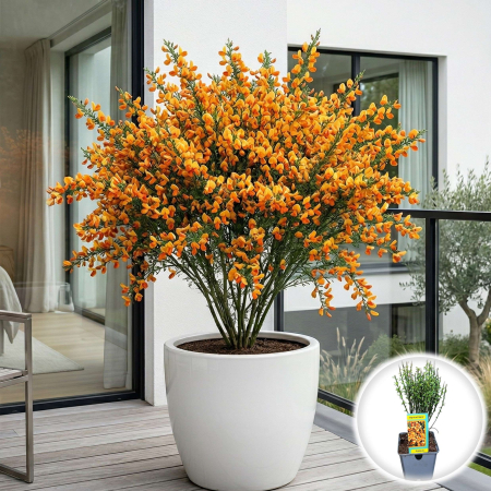 Cytisus - Maturica - cytisus-apricot-gem-maturica-portocalie-pepiniera-sibiu