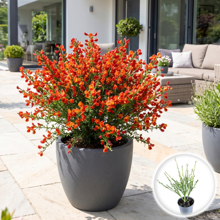 Cytisus - Maturica - cytisus-red-lena-arbust-decorativ-rosu-pepiniera-sibiu