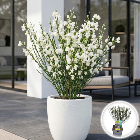 Cytisus - Maturica - cytisus-white-lion-maturica-alba-pepiniera-sibiu