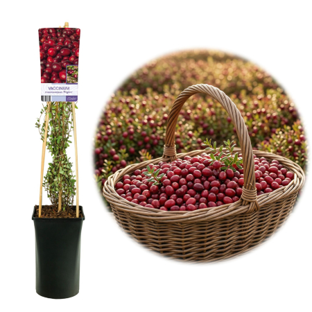 Fructifere - merisor-pilgrim-vaccinium-macrocarpon-fructe-mari-pepiniera-sibiu