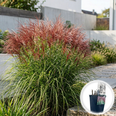 Iarba Decorativa - Miscanthus sinensis Red Chief iarba decorativa spice rosii ghiveci Pepiniera Sibiu