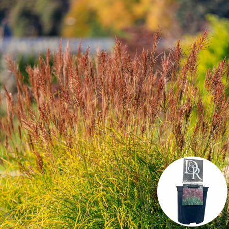 Iarba Decorativa - Miscanthus Red Chief - 3L