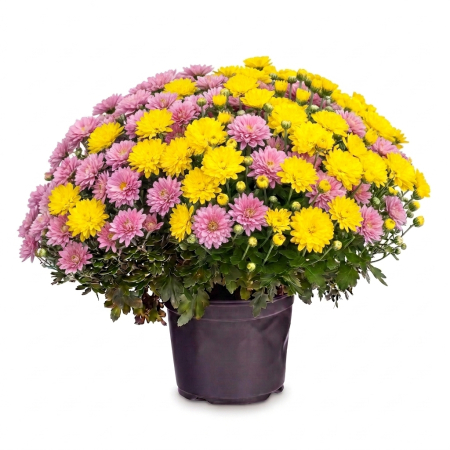 Flori Gradina si Balcon - Mix 2 Crizanteme XL Galben-Roz tufa sferica ghiveci 17 cm Pepiniera Sibiu