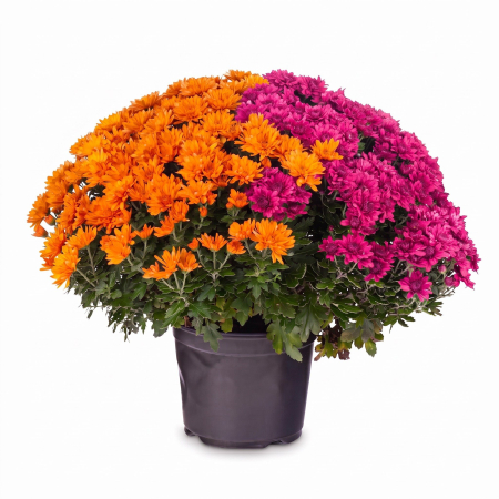 Flori Gradina si Balcon - Mix 2 Crizanteme XL Galben-Mov tufa sferica ghiveci 17 cm Pepiniera Sibiu