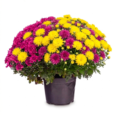 Flori Gradina si Balcon - Mix 2 Crizanteme XL Galben-Mov tufa sferica ghiveci Pepiniera Sibiu