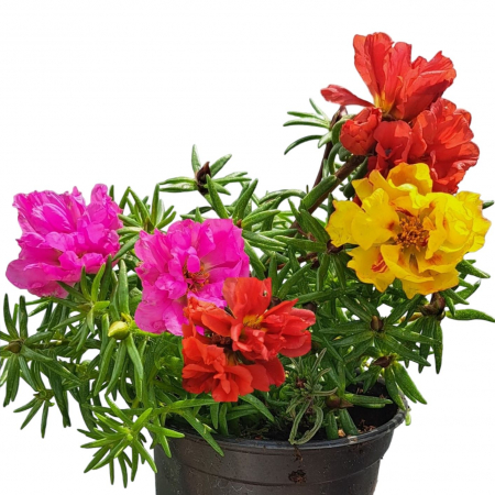 Mix - 3 Flori de Piatra (2L) [1]