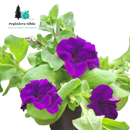 Flori Gradina si Balcon - Petunia - Albastra (P12)
