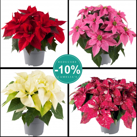 Flori Gradina si Balcon - Mix 4 Craciunite - 30cm+