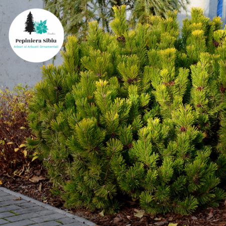 pinus-mugo-carstens-wintergold-conifer-auriu-iarna-pepiniera-sibiu [2]