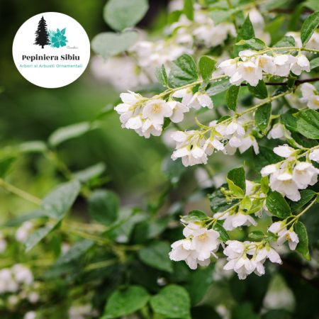 Plante Decorative - Iasomie Schneesturm 20-40cm (2L)