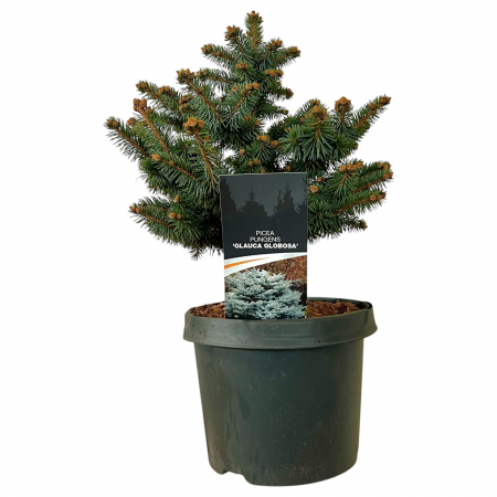 MOLID Albastru Globular 20-40cm (3L) [3]