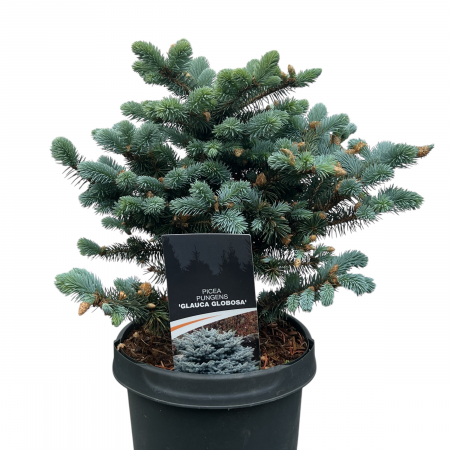 Plante Decorative - MOLID Albastru Globular 20-40cm (3L)
