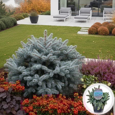 Plante Decorative - Molid Albastru Globular - XL