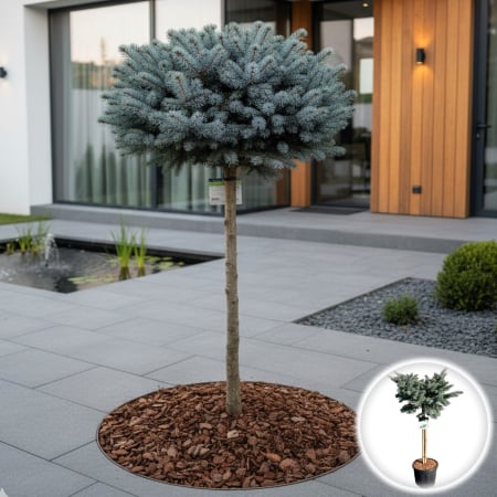 Plante Decorative - Molid Albastru Globular - Picior - 130cm+