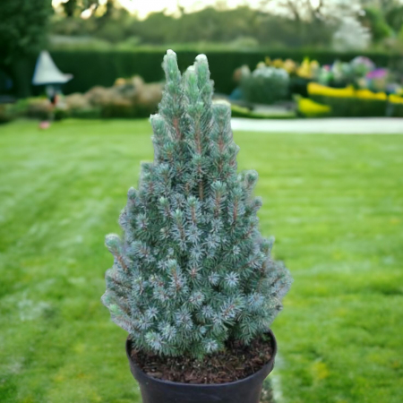 Molid Glauca Sander's albastru - 50cm [1]