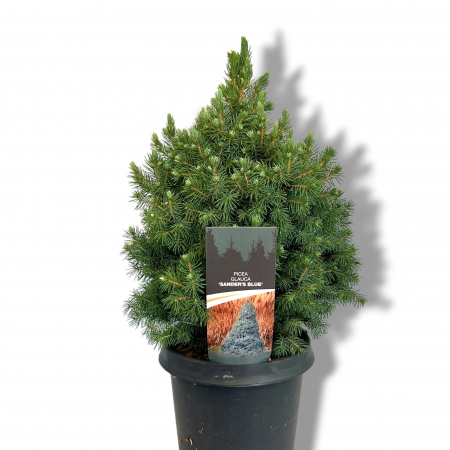 Molid - Molid Glauca Sander's albastru - 50cm