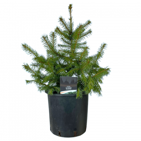 Molid P. Glauca - 50cm (C5) [1]