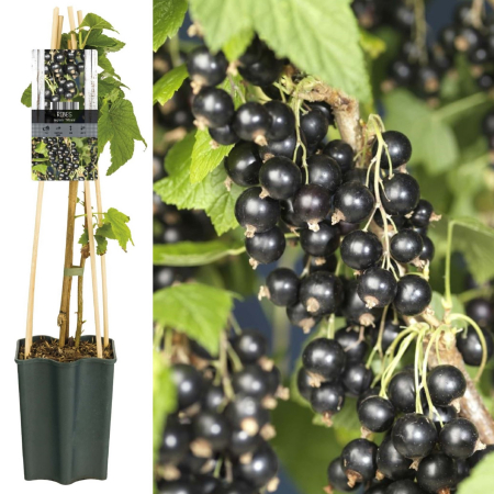 Coacaz - Coacaz Negru Ben Nevis - 75cm+