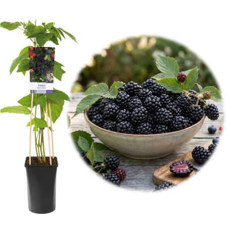 Mur - Rubus - Mur fara spini Black Satin Rubus fruticosus ghiveci suport bambus 80cm Pepiniera Sibiu