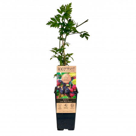 Mur Little Black Prince - 55cm+ [1]