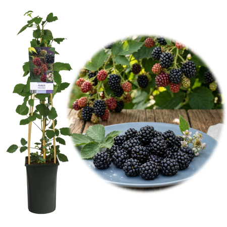Fructifere - Mur fara spini Thornfree Rubus fruticosus ghiveci suport bambus 80cm Pepiniera Sibiu